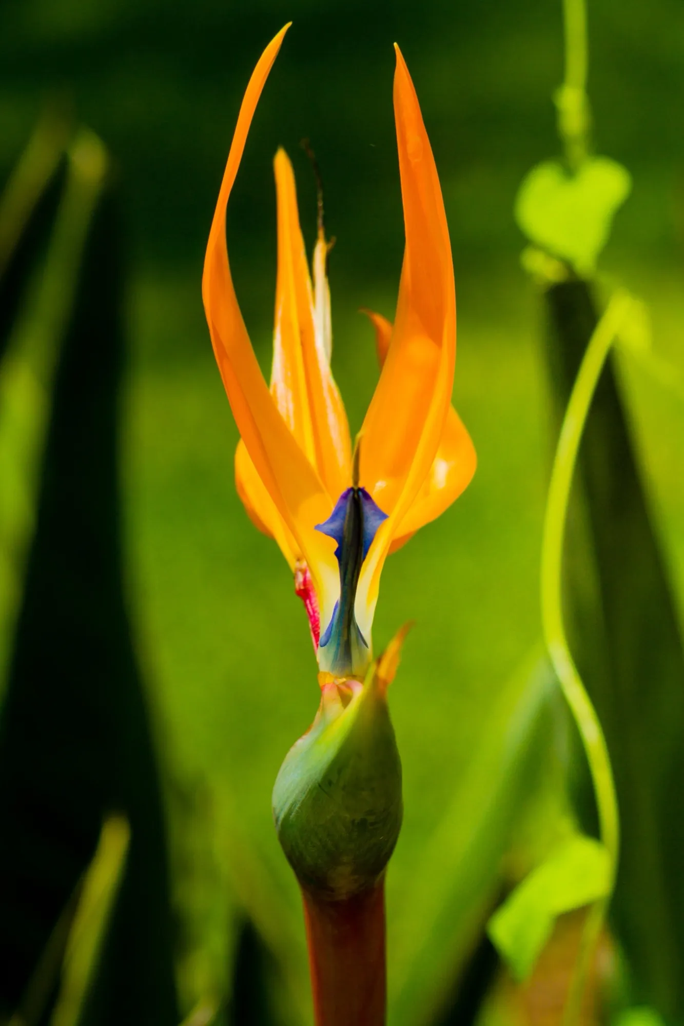 Flor tropical de ave del paraíso en tonos naranja